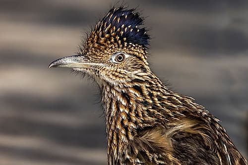Roadrunner in Palm Springs, California, USA Art Print